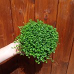 Rodinné šťastie (Soleirolia soleirolii) - výška 5-10 cm ⌀ 15-20 cm, kont. C1L